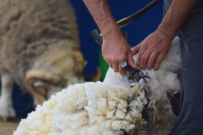 strzyżenie owiec