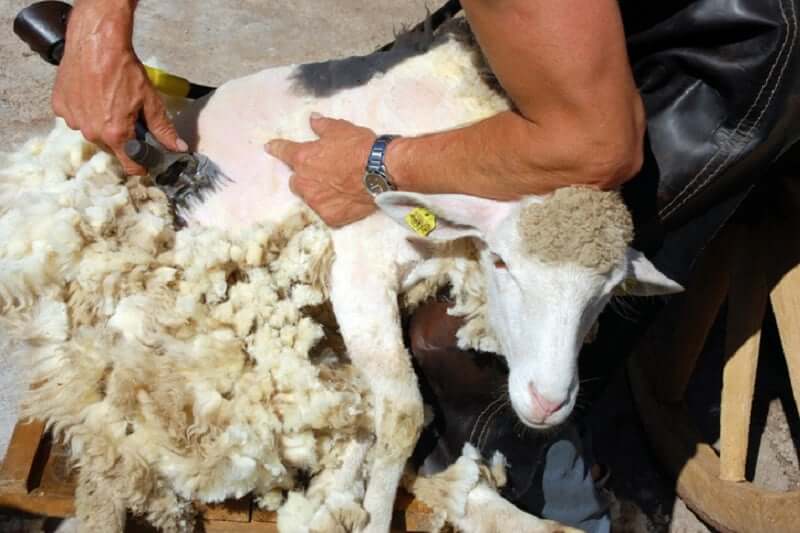 strzyżenie owcy
